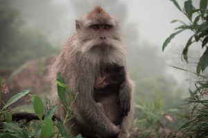 Monkey-Forest-Ubud